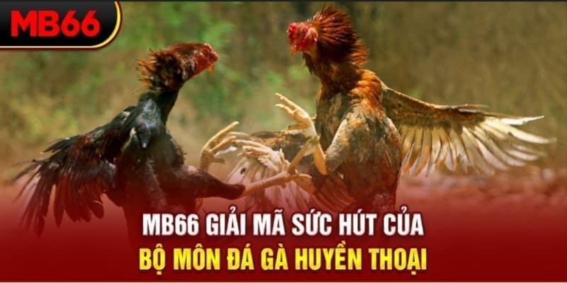 Nhà Cái Uy Tín Mb66 - Sân Chơi Sống Động Bạn Nên Thử Sức 2024 7 Tham gia đá gà để mang về khoản tiền thưởng cao